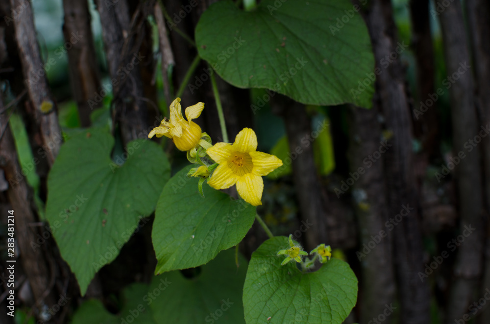 Fototapeta premium Yellow flower in the garden
