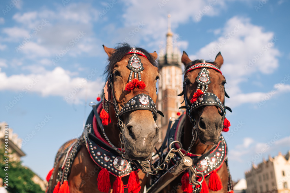 Obraz premium two decorated horses for riding tourists in a carriage