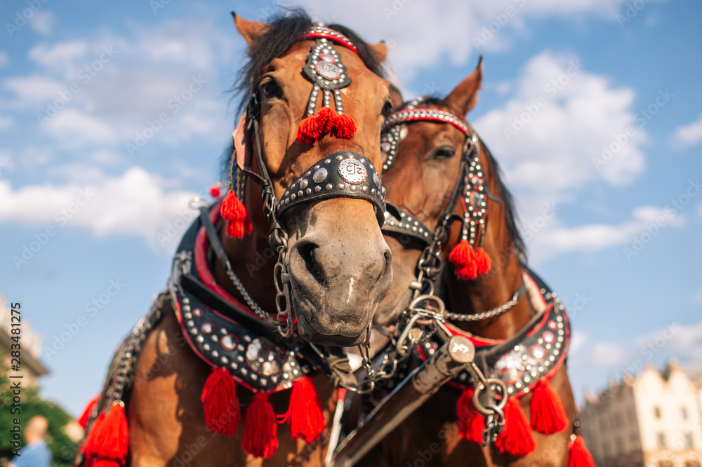  two decorated horses for riding tourists in a carriage