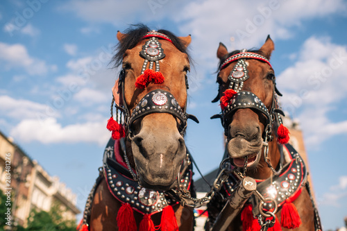  two decorated horses for riding tourists in a carriage