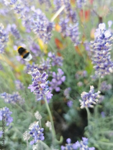 Bee is flying through a lavender field
