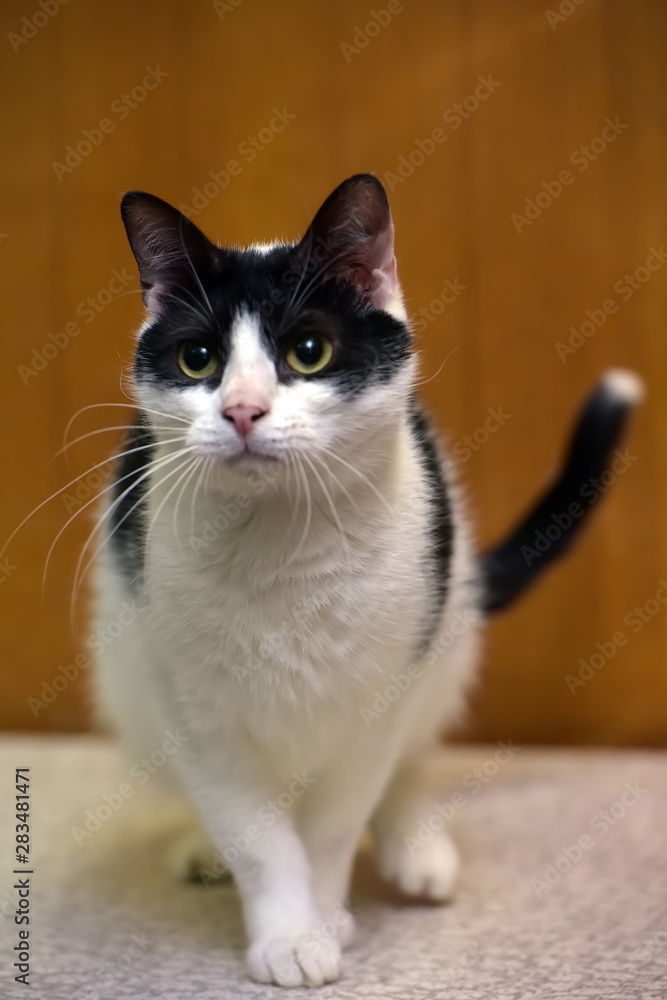white with black cat on a brown background