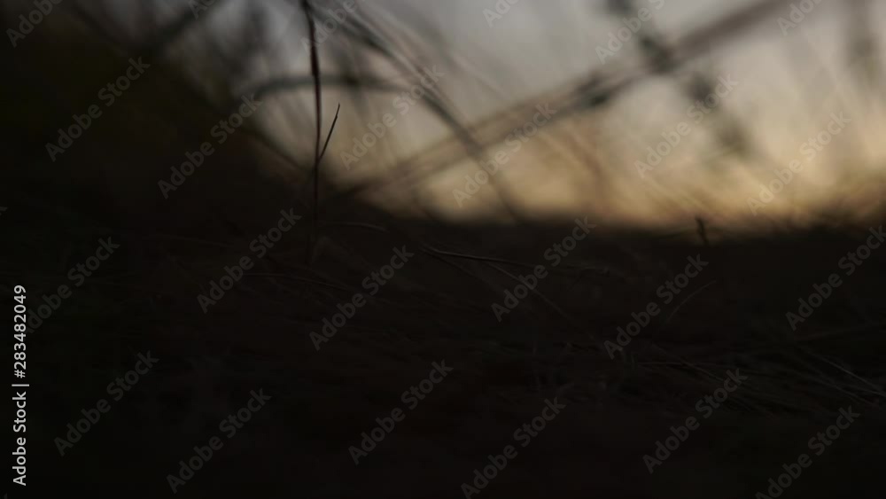 A male hand rolls a glass ball in the grass. Dramatic cinematic shot. Silhouette. Sunset. Fate, future, past, present. Travel. A male hand rolls a glass ball in the grass. Dramatic cinematic shot. Silhouette. Sunset. Fate, future, past, present. Travel.