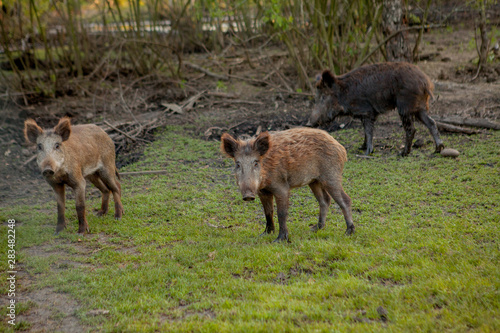 Family Group of Wart Hogs Grazing Eating Grass Food Together.