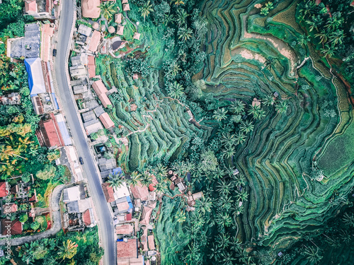 tegallalang rice terrace