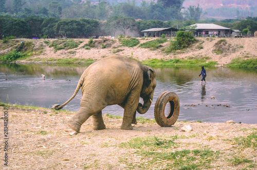 baby elephant in thailand nature park
