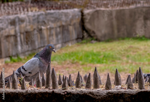 Dove sits on a fence with spikes of an elephant aviary photo