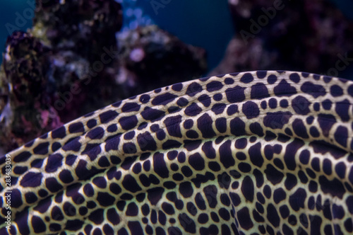 Spotted moray eel under water