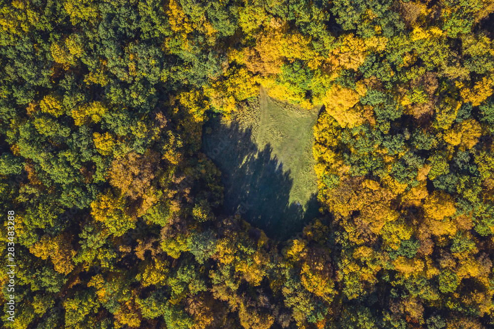 Top view of a forest clearing from a drone