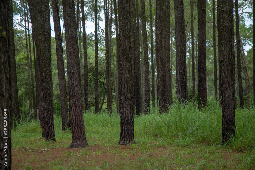 trees in the forest