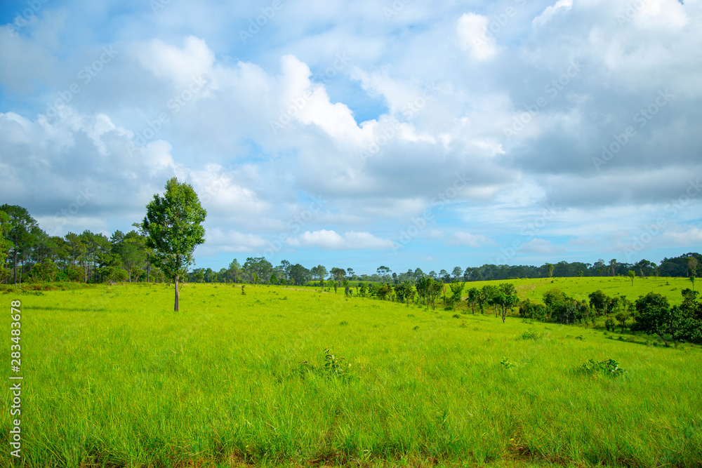 Obraz premium tree in the field