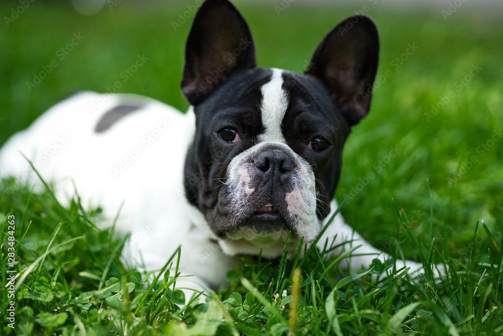Cute adorable black and white french bulldog puppy in the grass Cute adorable black and white french bulldog puppy in the grass