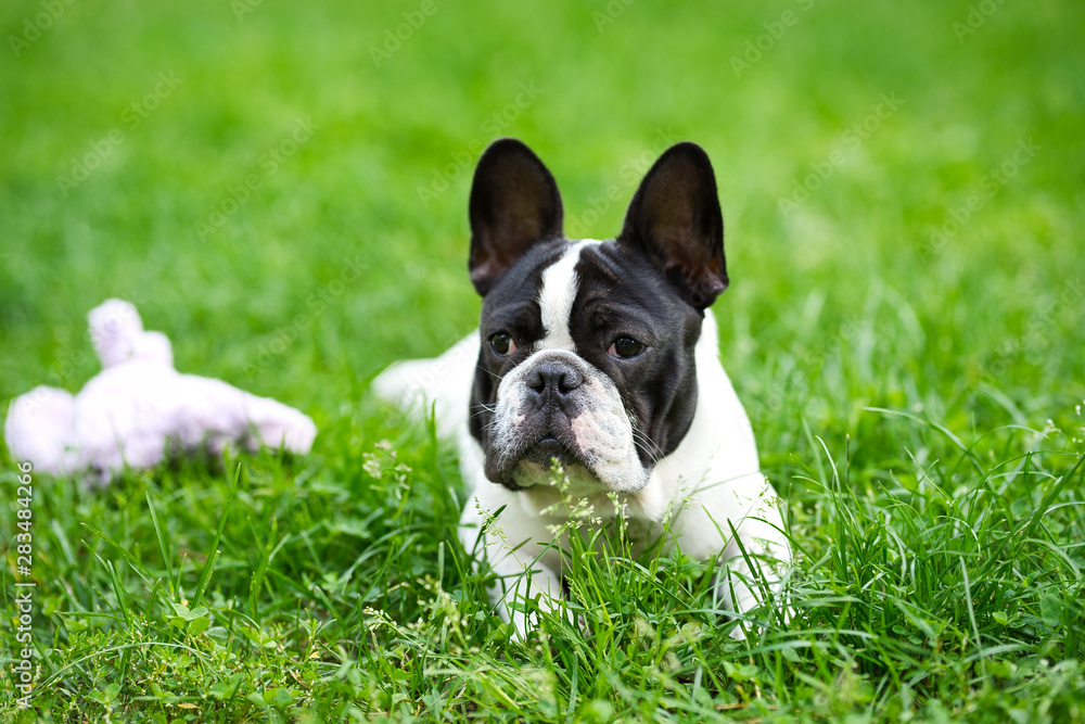 Cute adorable black and white french bulldog puppy in the grass