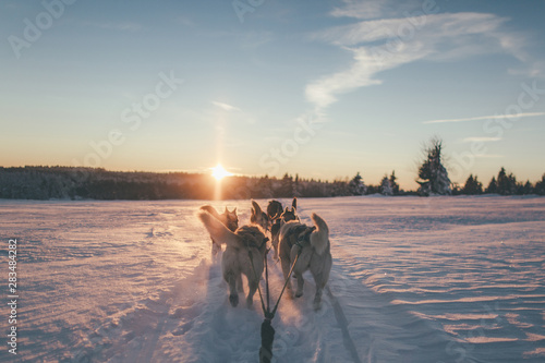 dog sledding