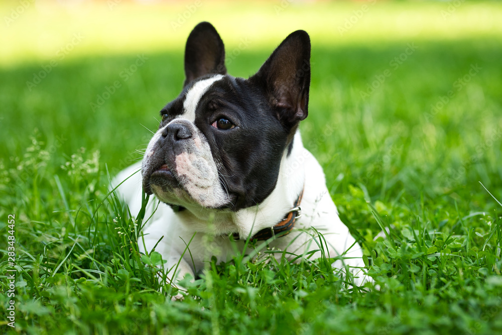 Cute adorable black and white french bulldog puppy in the grass