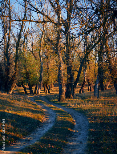 Autumn forest - beautiful wild landscape  bright sunlight and shadows at sunset  golden fallen leaves and branches  nature and season details.