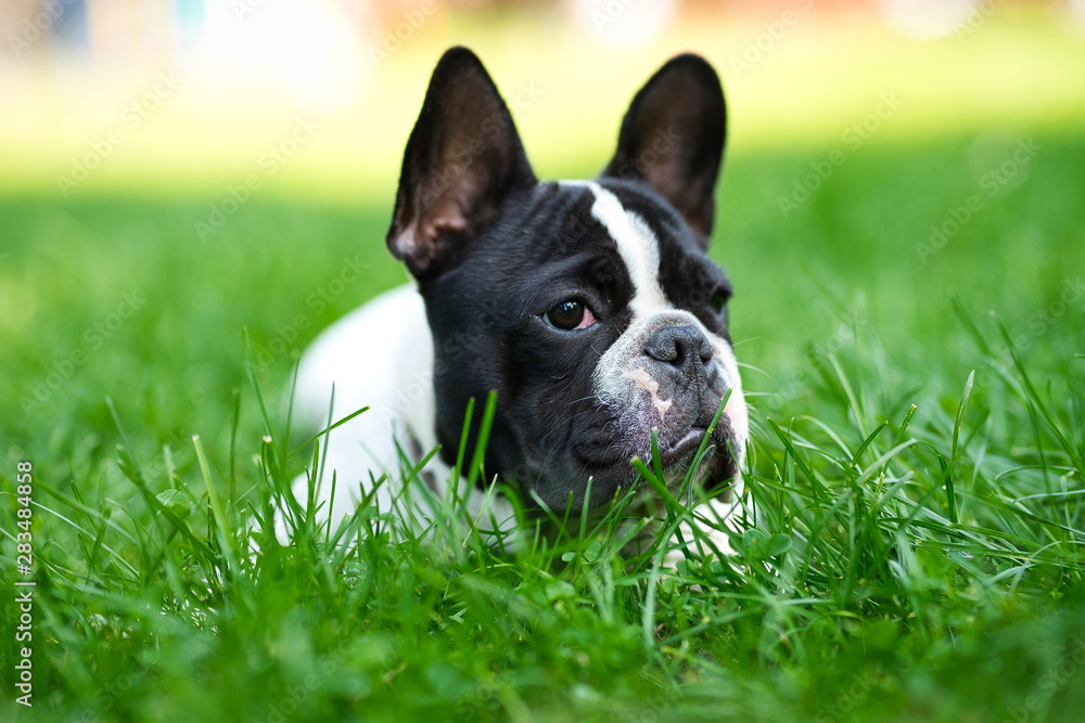 Cute adorable black and white french bulldog puppy in the grass Cute adorable black and white french bulldog puppy in the grass
