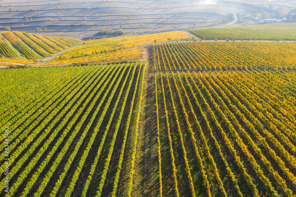 Vineyard drone shot, aerial view from above
