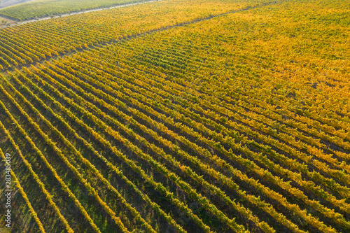 Vineyard drone shot  aerial view from above