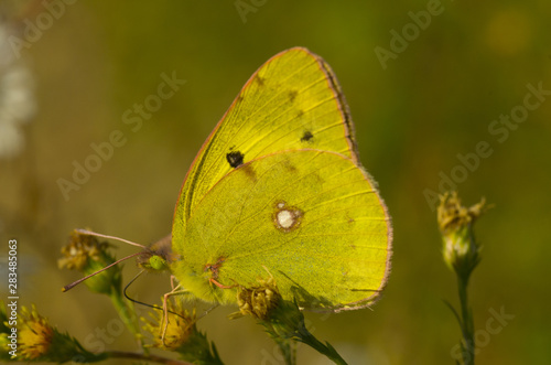 closeup of yellow butterfly © Hakgoo