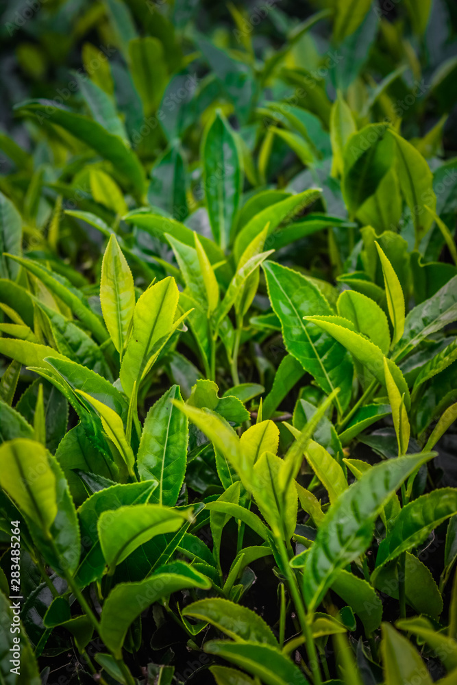 Close up of Fresh Green Tea Leaves Close up of Fresh Green Tea Leaves