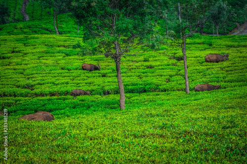 Beautiful Green Tea plantation, Munnar