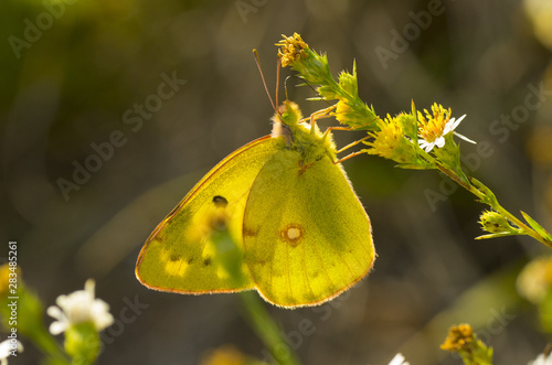 closeup of yellow butterfly