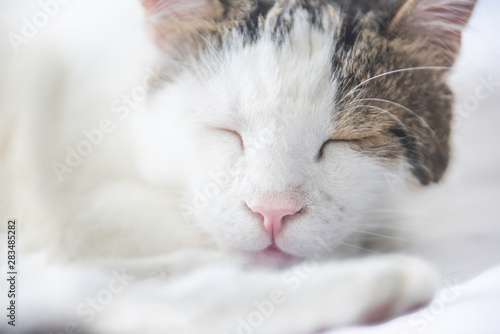 White cat sleeping in bright room. Close up 