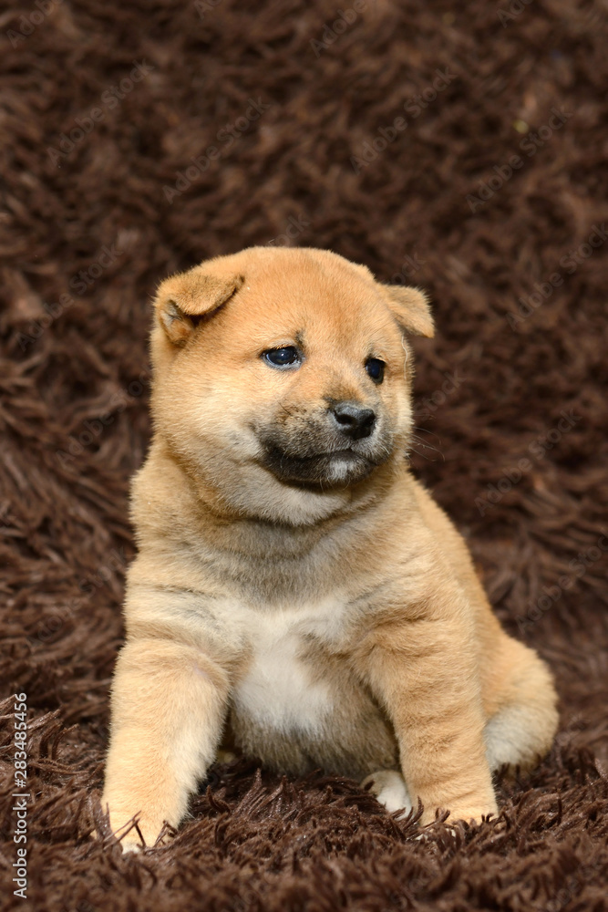 Fototapeta premium Shiba inu puppy on brown background