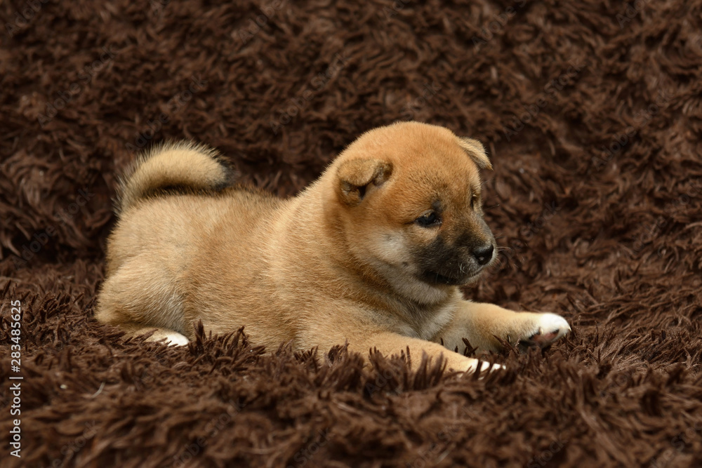 Shiba inu puppy on brown background Shiba inu puppy on brown background