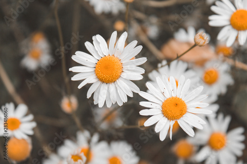 Bright and colorful daisies. floral background.