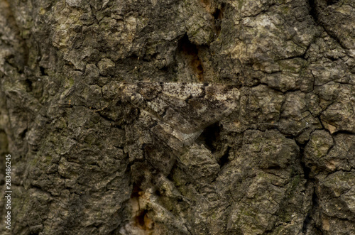 camouflage of butterfly