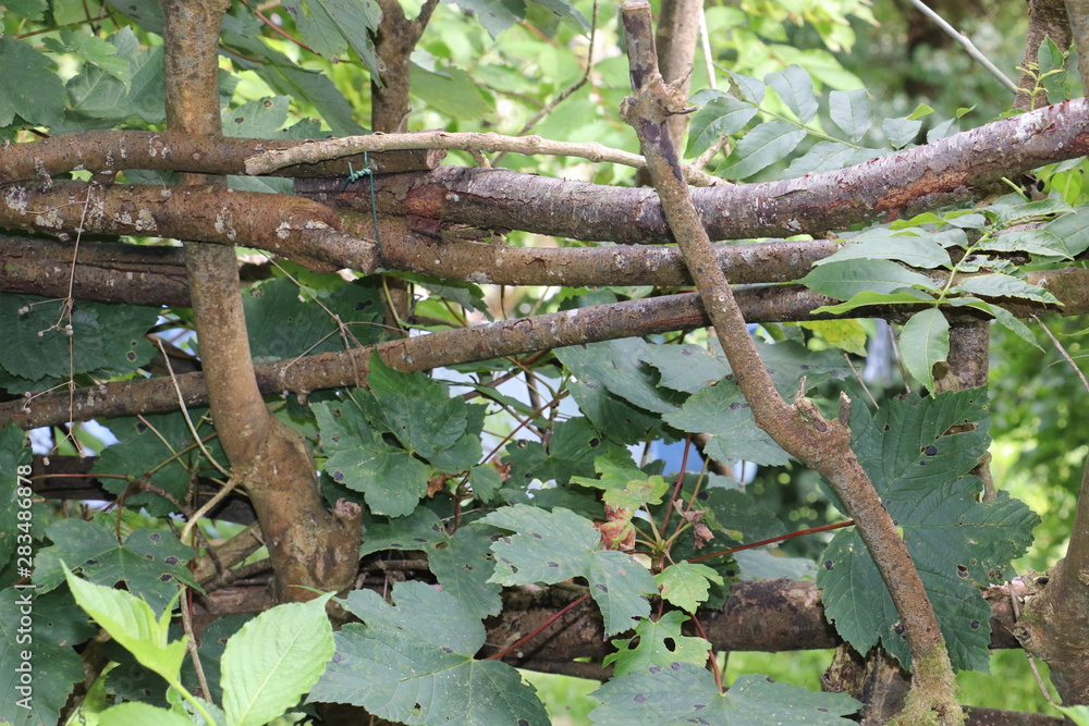 wooden barrier weaved out of sticks 