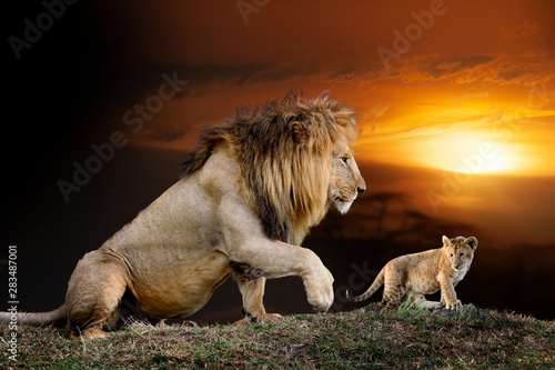 Male big lion and cub on savanna landscape background and Mount Kilimanjaro at sunset