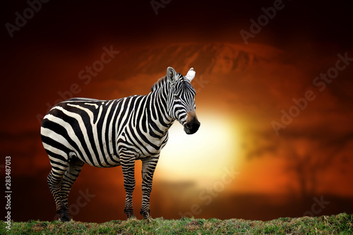 Zebra on savanna landscape background and Mount Kilimanjaro at sunset
