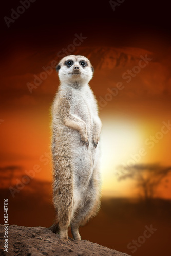 Meerkat on savanna landscape background and Mount Kilimanjaro at sunset