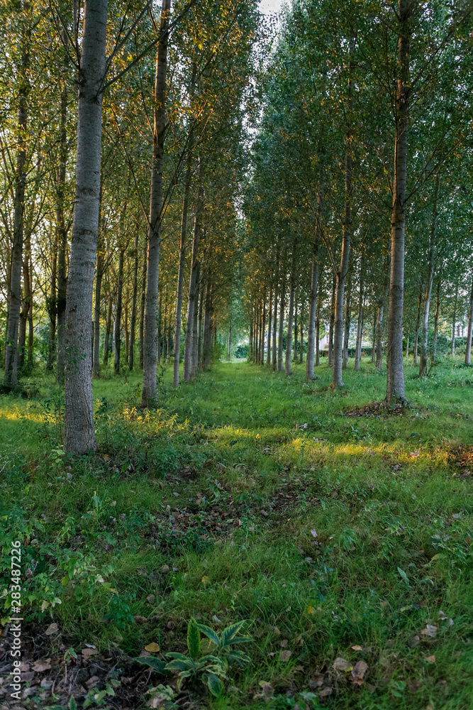 Plantation d'arbre