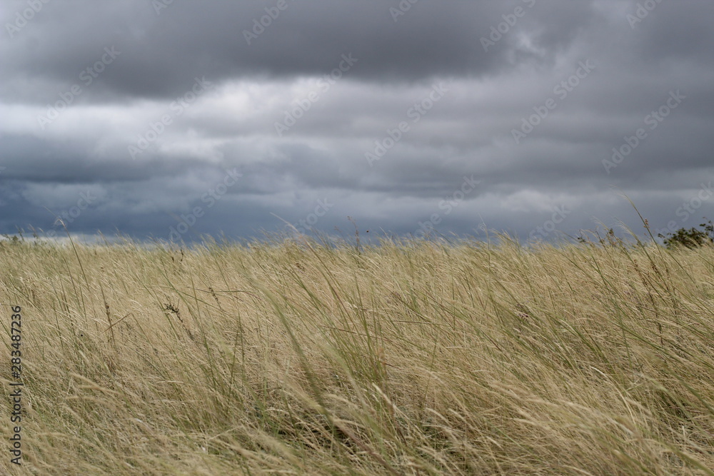 Fototapeta premium gray storm clouds in the steppe before the hurricane