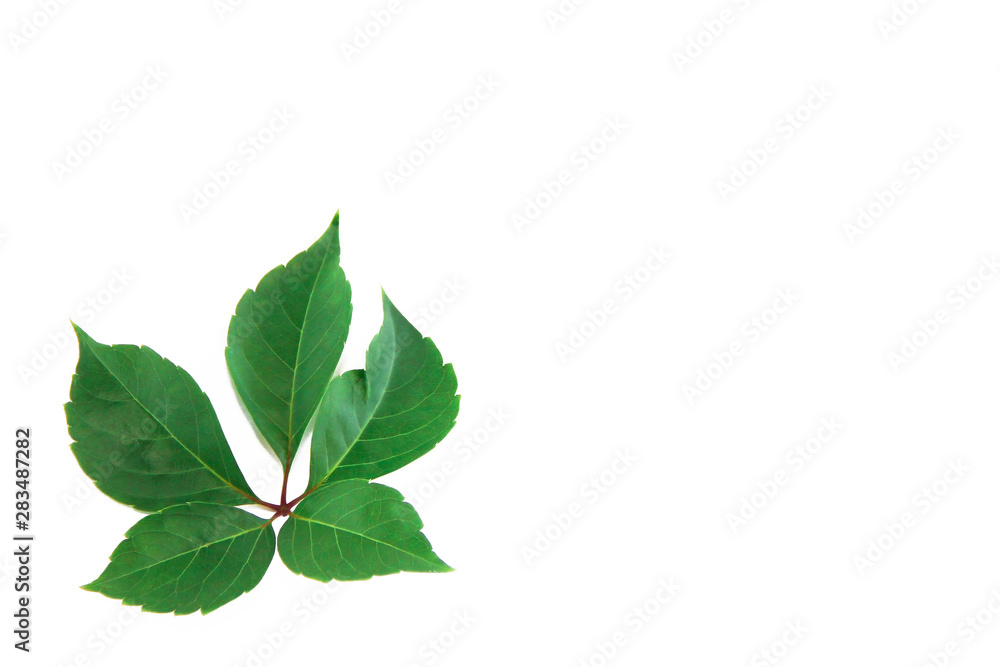 natural green chestnut leaves with veins on a white background natural green chestnut leaves with veins on a white background