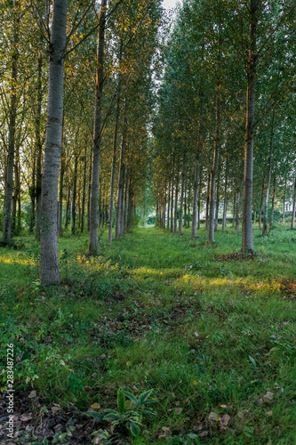 Plantation d'arbre © Terres de Photos