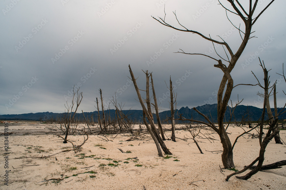 dry lake with dead trees
