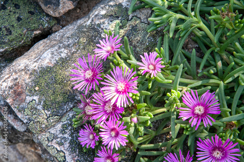 Delosperma