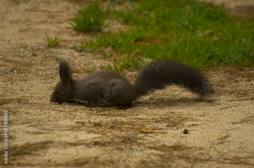 black squirrel on the ground