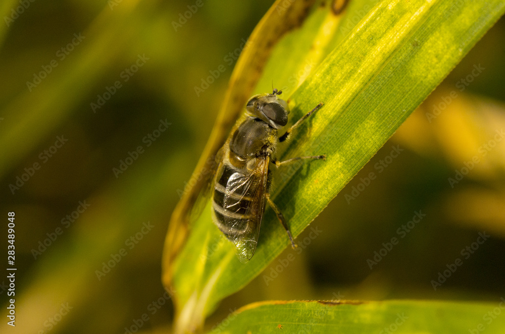 flower fly on the green leaf flower fly on the green leaf