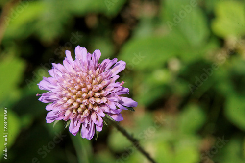 Fleur violette