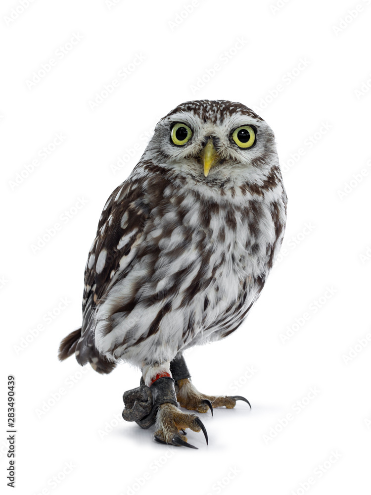 Fototapeta premium Brown white young Little Owl, standing side ways. Looking straight ahead to camera with yellow eyes. Isolated on white background.