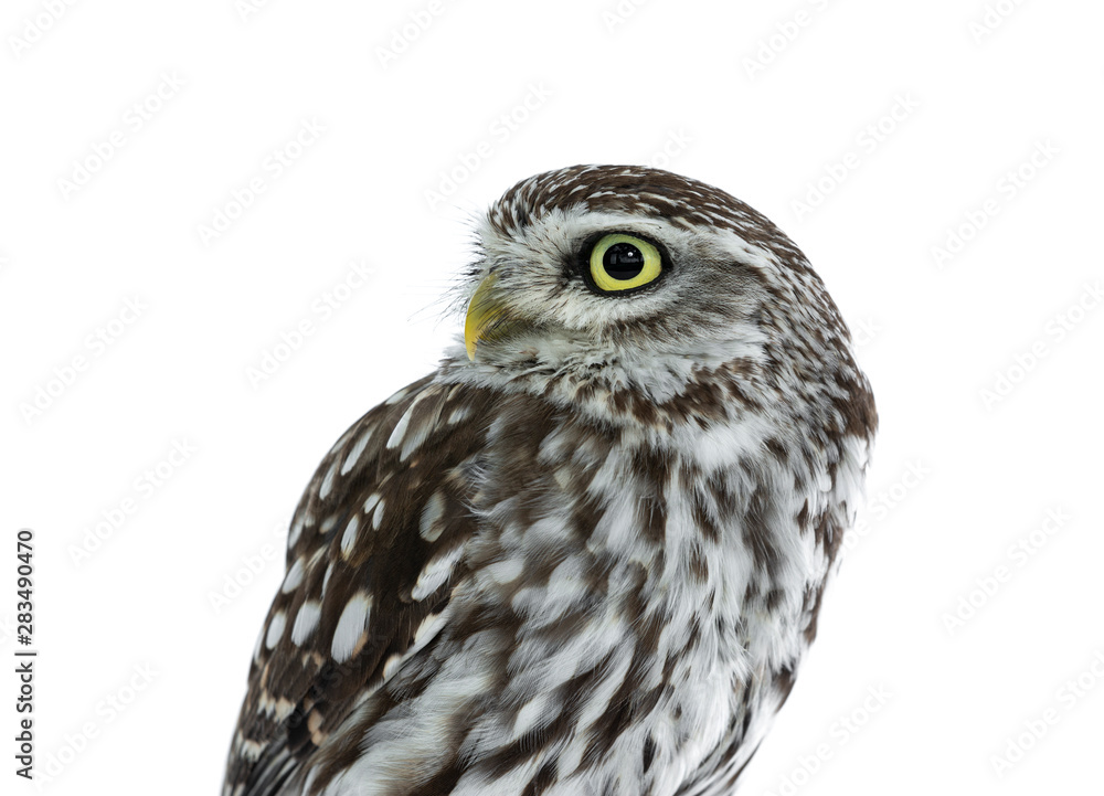 Fototapeta premium Head shot of brown white young Little Owl. Looking to the side with yellow eyes. Isolated on white background.