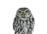 Head shot of brown white young Little Owl. Looking straight to camera with yellow eyes. Isolated on white background.