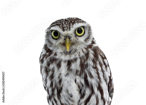 Head shot of brown white young Little Owl. Looking straight to camera with funny expression and yellow eyes. Isolated on white background.