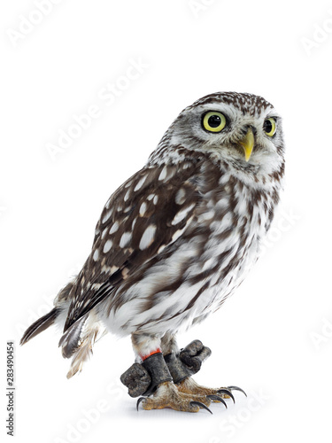 Brown white young Little Owl, standing side ways  Looking beside camera with head tilt and  yellow eyes. Isolated on white background. © Nynke